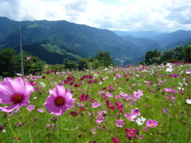 【花・見ごろ】翠波高原のコスモス_1