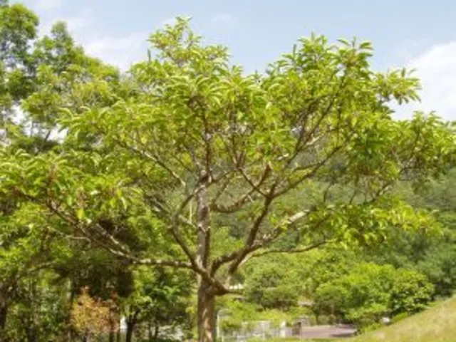 常緑広葉樹の見分け方_1