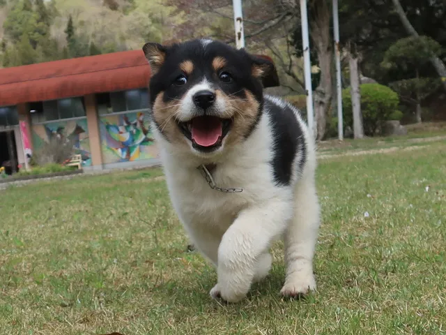 広島県動物愛護センター 犬の譲渡前講習会（8月）_1