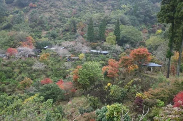 【紅葉・見ごろ】東雲の里あじさい園_1