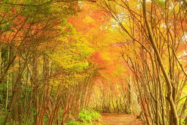 【紅葉・見ごろ】真手公園・丸山公園_1