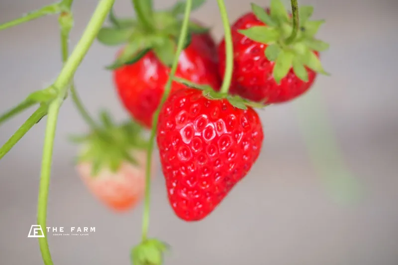 【5月平日限定】THE FARM 星空いちご園のいちご食べ放題