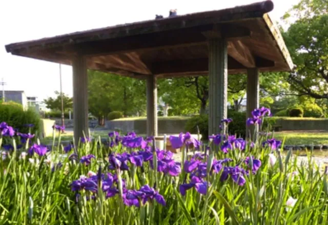 【花・見ごろ】助任緑地の花しょうぶ_1