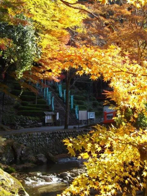 【紅葉・見ごろ】伊勢山上飯福田寺_1