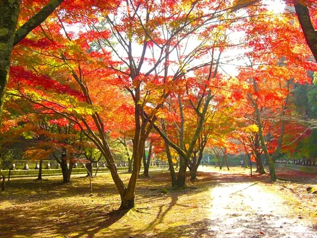 【紅葉・見ごろ】箸蔵山_1