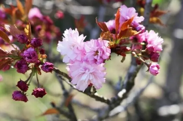 【桜・見ごろ】火打谷菊桜_1
