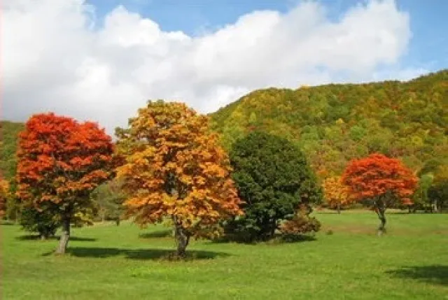 【紅葉・見ごろ】笹ヶ峰高原_1