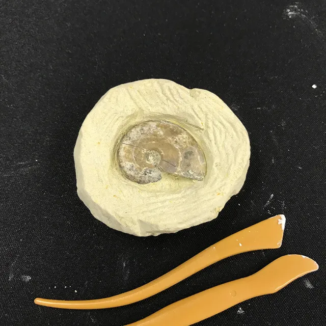 化石採集体験（発掘形式）_1