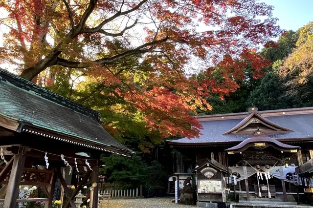 【紅葉・見ごろ】温泉神社_1