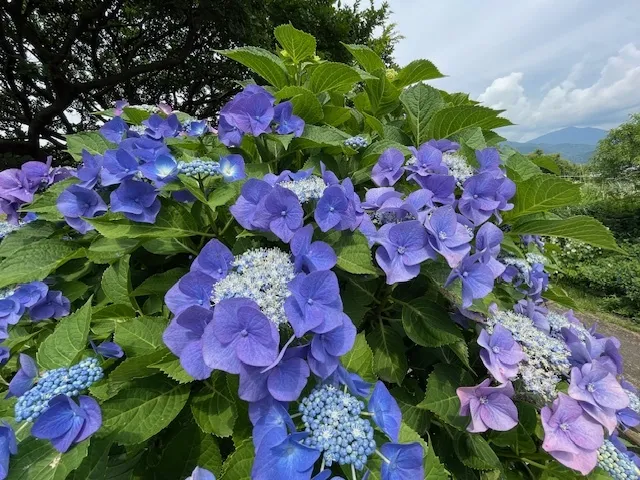 絵師しろひげ　はだの観光スケッチ6月～アジサイの水無川緑地_1