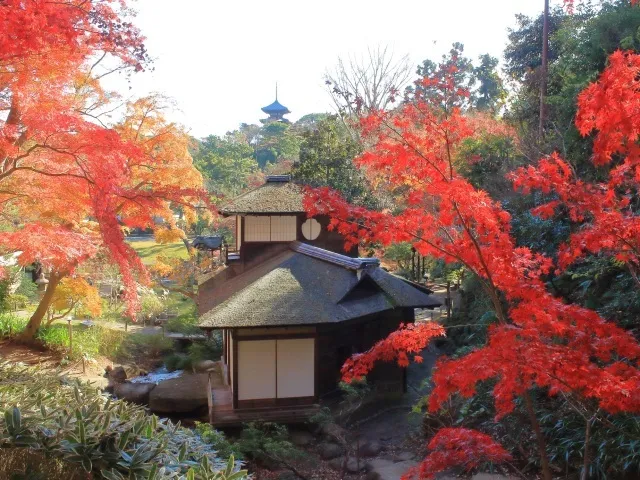三溪園　紅葉の遊歩道開放_1
