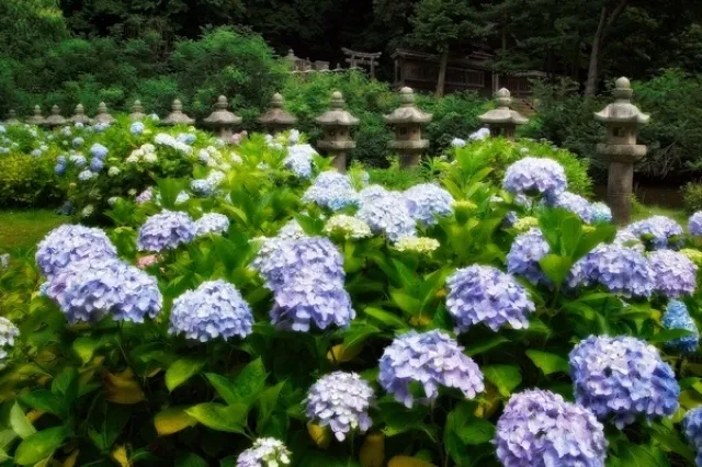 【あじさい・見ごろ】月照寺_1