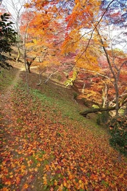 【紅葉・見ごろ】金刀比羅宮_1