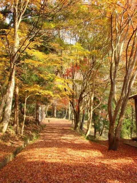 【紅葉・見ごろ】虹の滝_1