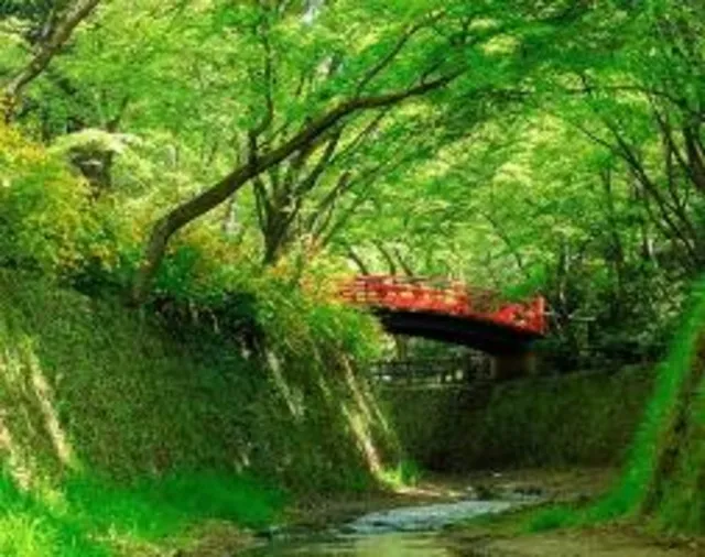 史跡御土居の青もみじ_1
