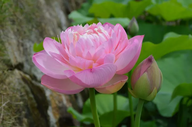 【花・見ごろ】山田池公園　ハス_1