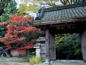 【紅葉・見ごろ】楠妣庵観音寺_1
