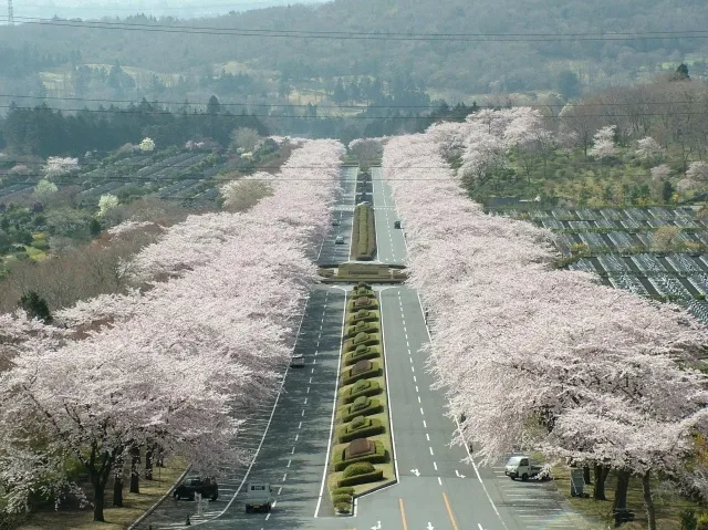 【桜・見ごろ】冨士霊園_1