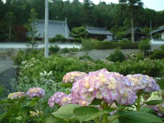 康徳寺 あじさい祭り_1