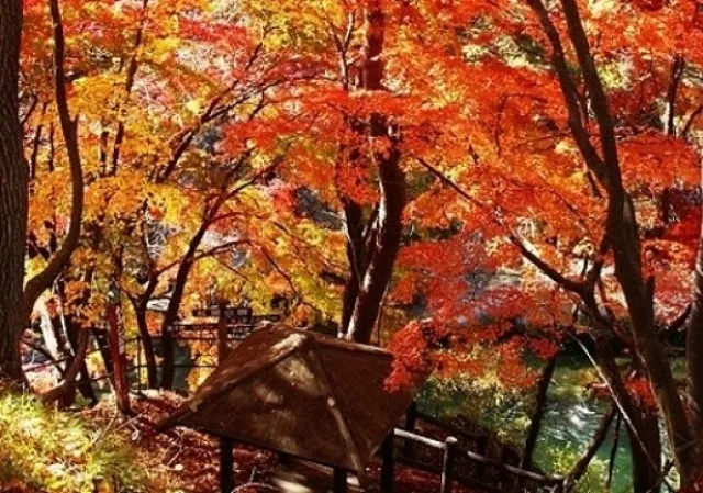 【紅葉・見ごろ】諏訪峡_1