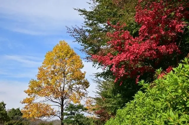 【紅葉・見ごろ】あつぎつつじの丘公園_1