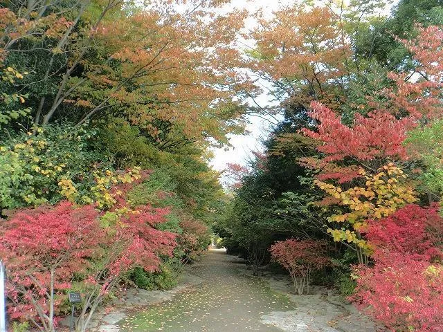 【紅葉・見ごろ】鳥屋野潟公園 女池地区_1