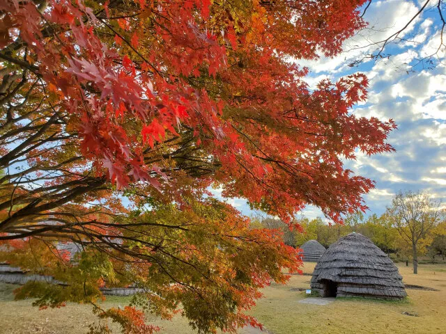 【紅葉・見ごろ】上野原縄文の森_1