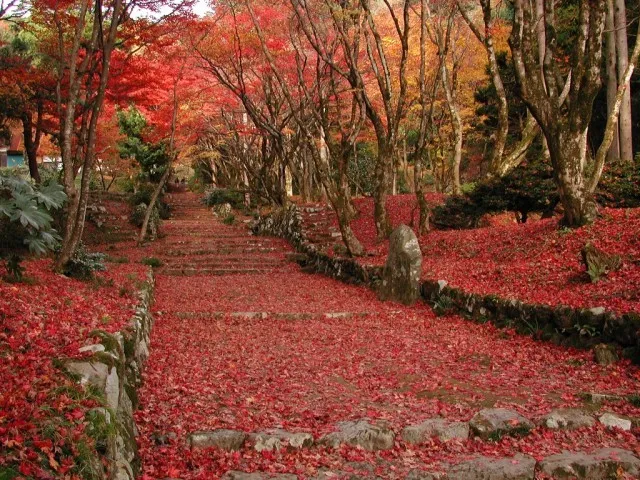 【紅葉・見ごろ】鶏足寺_1