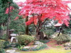 【紅葉・見ごろ】椿寿荘_1