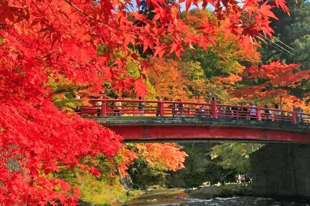 【紅葉・見ごろ】中野もみじ山_1