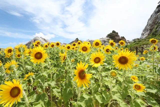 白崎海洋公園 ひまわりの花壇_1