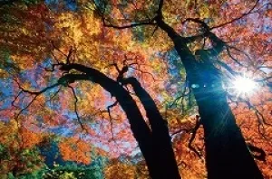 【紅葉・見ごろ】多摩川源流の郷　丹波渓谷_1