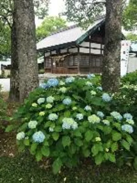 尾西あじさいまつり_1