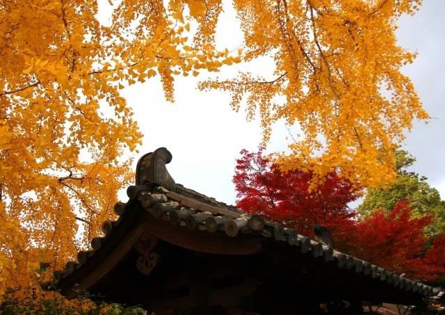 【紅葉・見ごろ】松阪公園（松坂城跡）_1