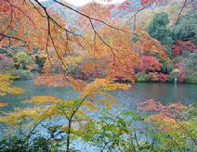 【紅葉・見ごろ】松尾池_1