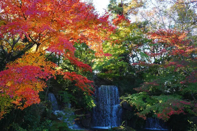 【紅葉・見ごろ】郷土の森_1