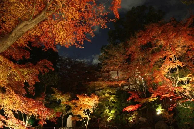 【紅葉・見ごろ】長岡天満宮　錦景苑_1