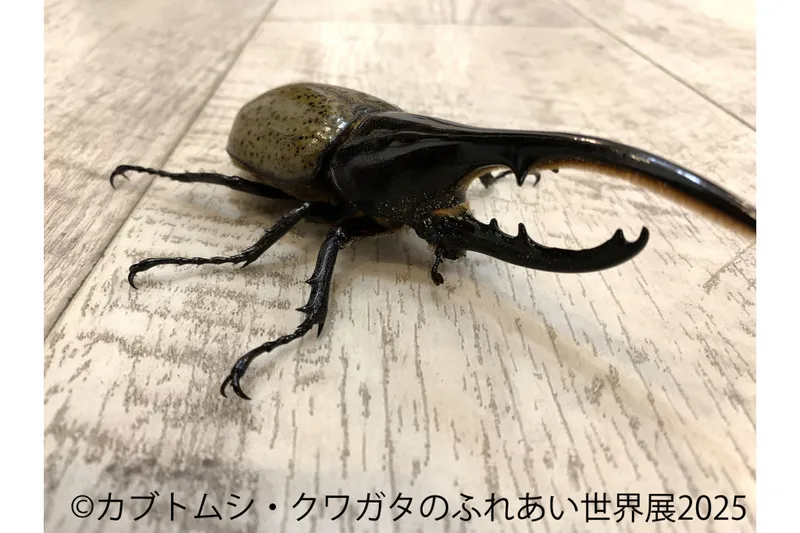 カブトムシ・クワガタのふれあい世界展 2025