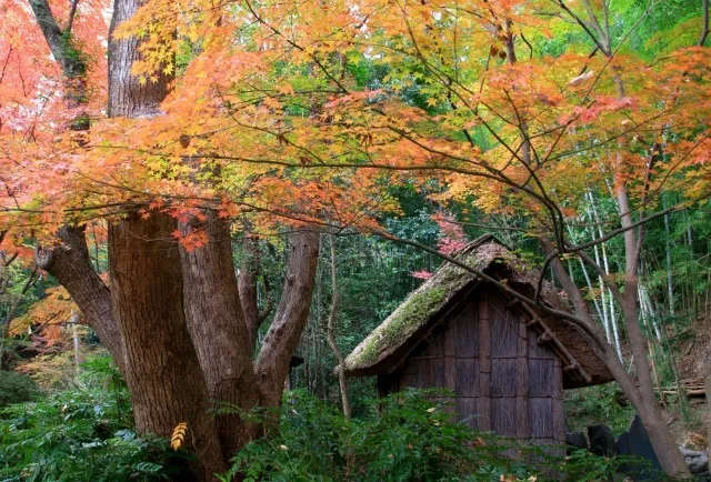 【紅葉・見ごろ】四国村ミウゼアム_1