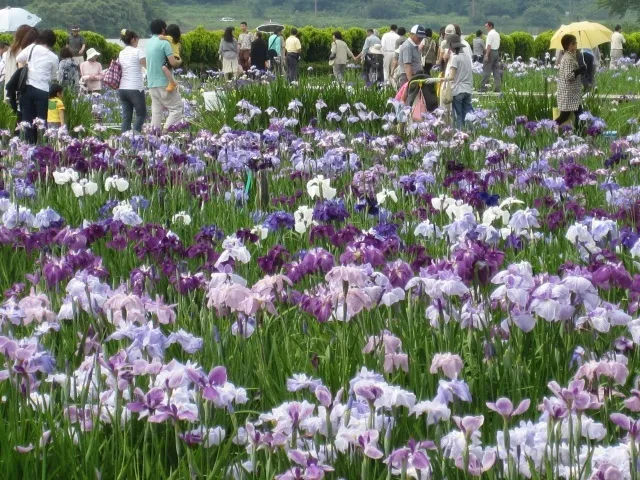 あわら北潟湖畔花菖蒲まつり_1
