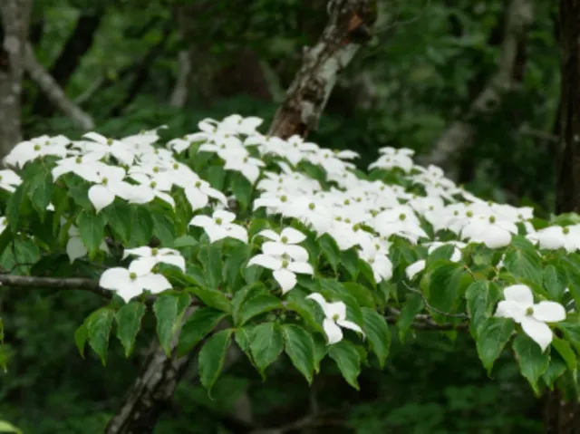 【花・見ごろ】岡山県立森林公園　ヤマボウシ（山法師）_1