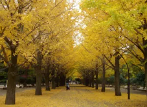【紅葉・見ごろ】光が丘公園_1