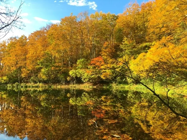 【紅葉・見ごろ】茶屋池_1
