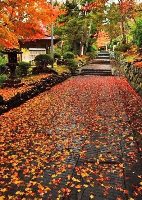 【紅葉・見ごろ】志波彦神社鹽竈神社_1