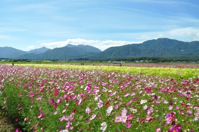 【花・見ごろ】菰野町コスモス畑_1