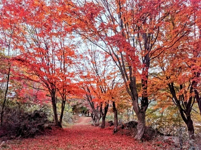 【紅葉・見ごろ】越畑ふるさと村_1