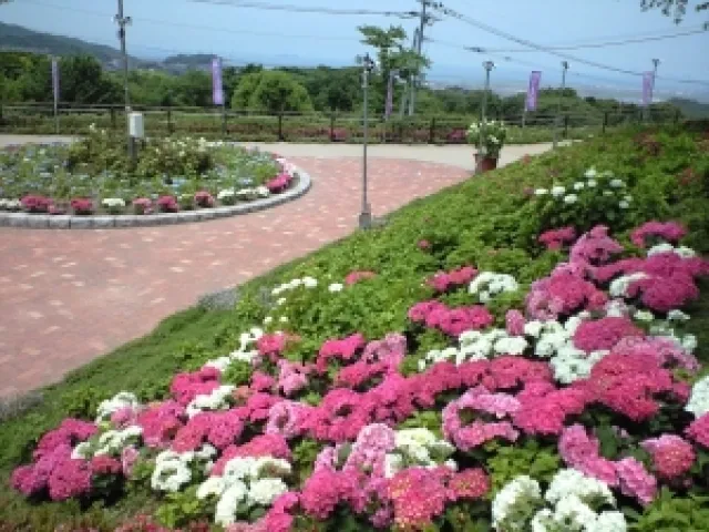 【あじさい・見ごろ】高塔山公園_1