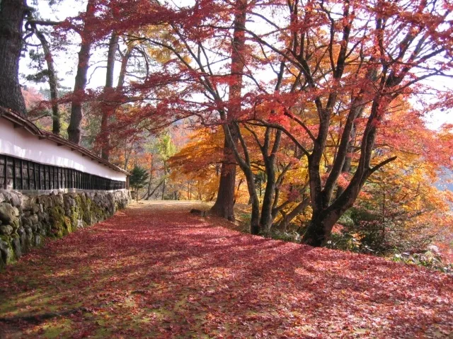 【紅葉・見ごろ】会津柳津　福満虚空藏菩薩圓藏寺_1