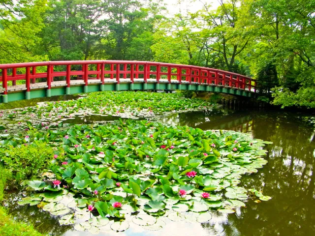 【花・見ごろ】八郎沼公園の睡蓮_1