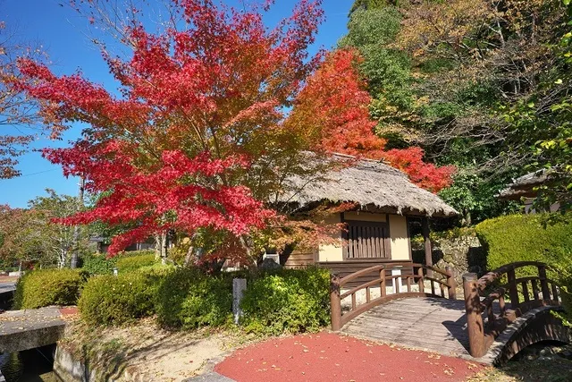 【紅葉・見ごろ】清流通り_1